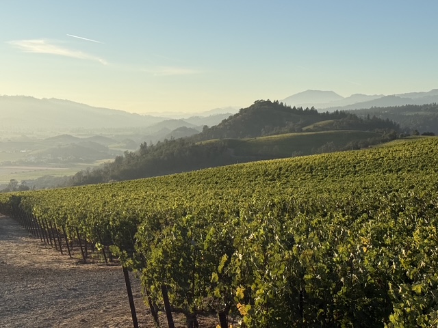 A Ninth Acre vineyard row climbing toward the Howell Mountain ridge