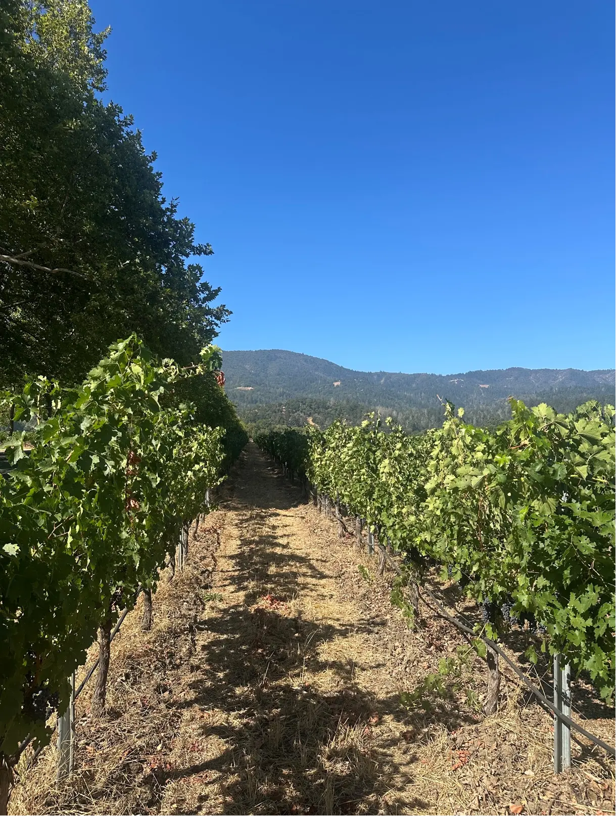 Vineyard rows stretching across a Ninth Acre site