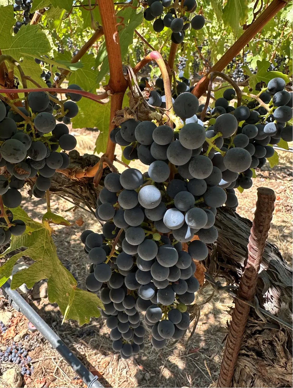 Cabernet clusters ripening on a Ninth Acre vine