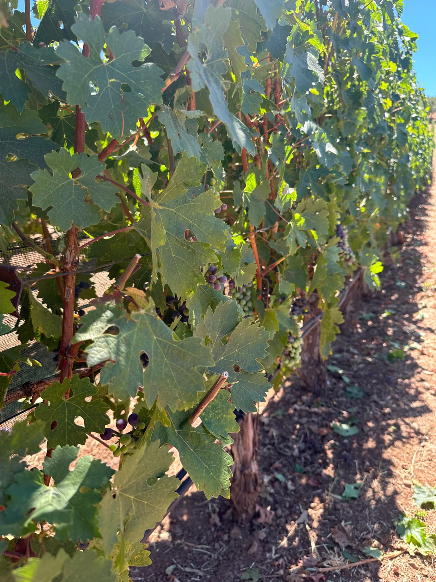 Fruit ripening beneath a Ninth Acre vine canopy