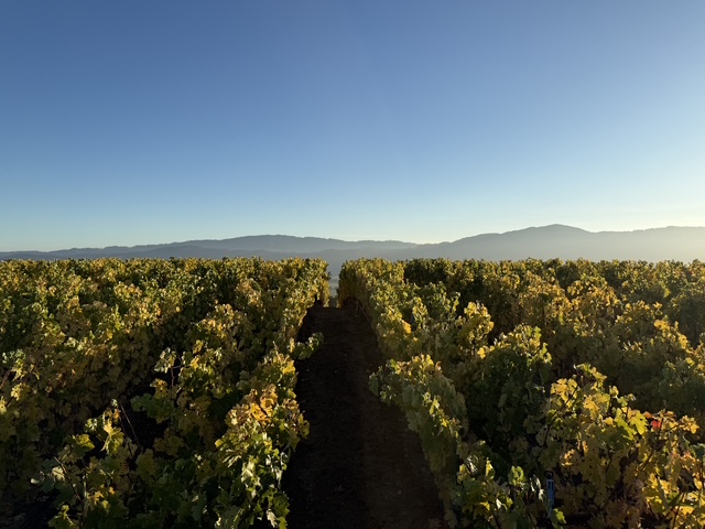A natural-color Ninth Acre vineyard row in St. Helena