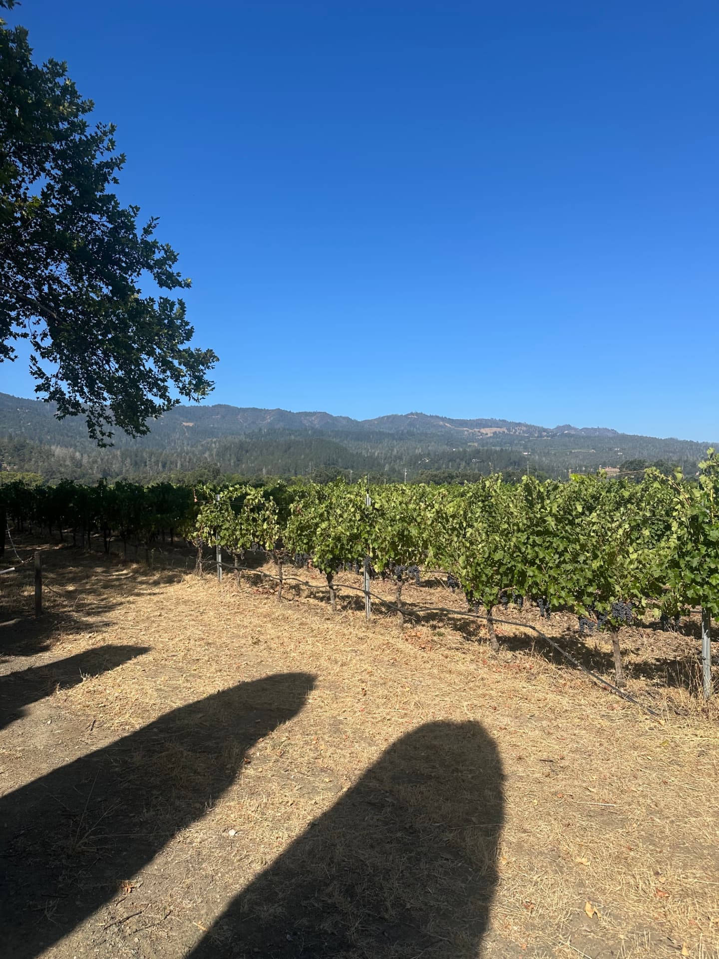 A Ninth Acre vine row in full leaf, walked with guests during a Signature Experience