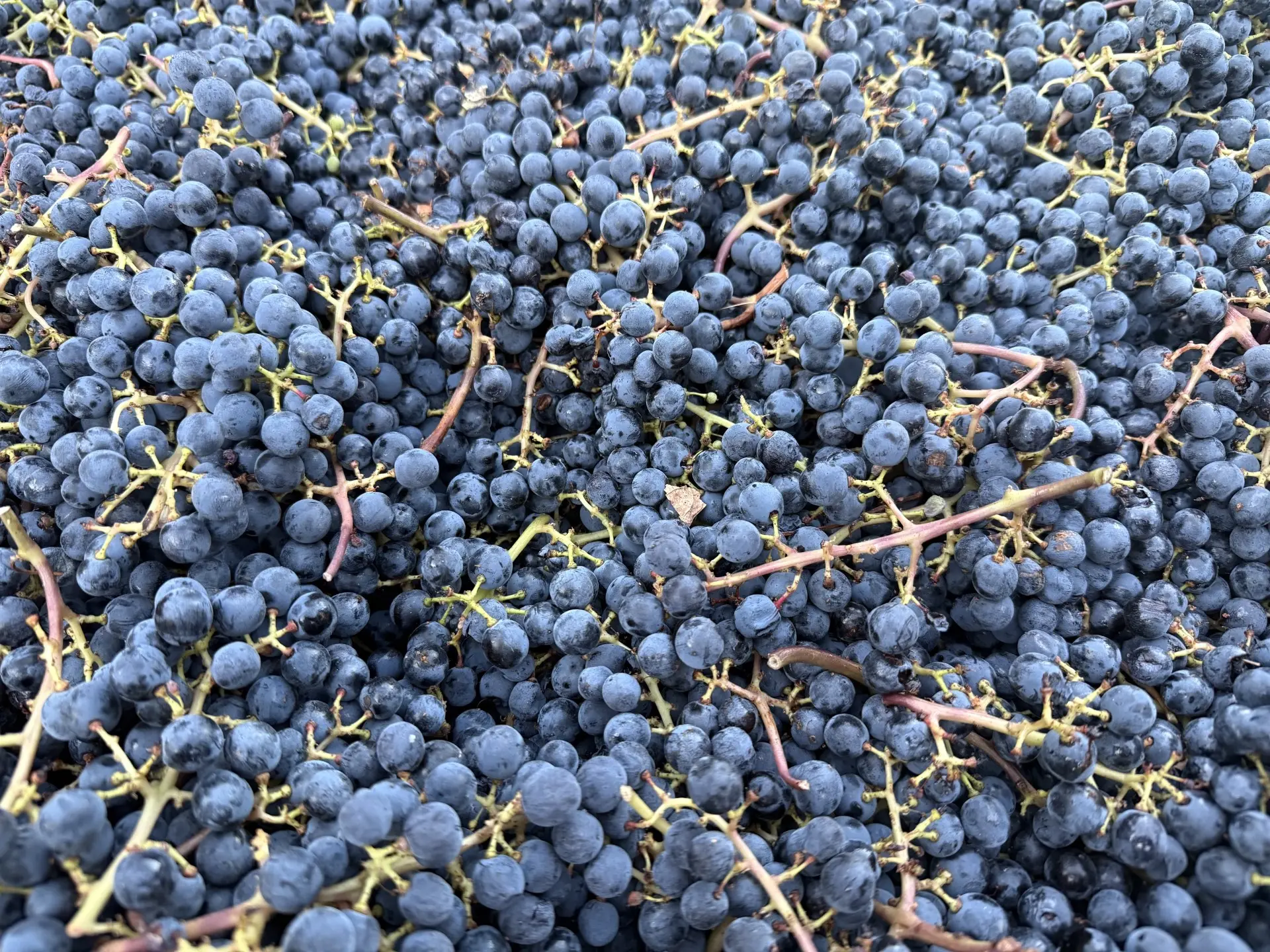 Freshly picked Napa Valley grapes at harvest
