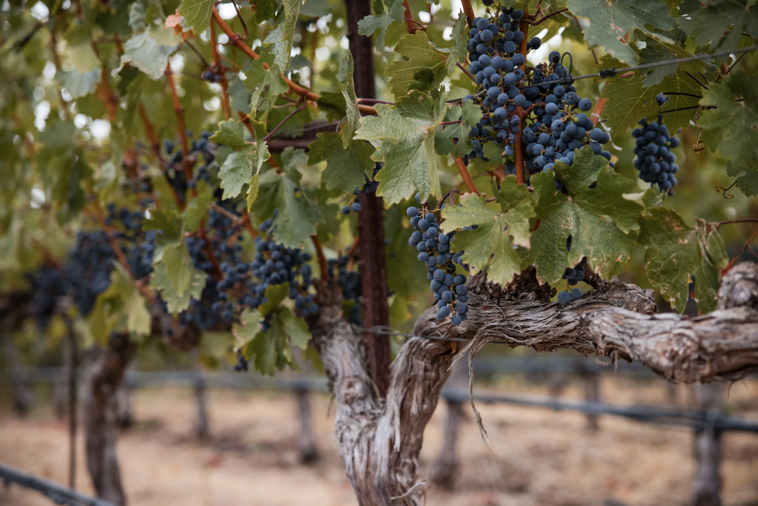 Cabernet clusters ripening on mature Ninth Acre vines