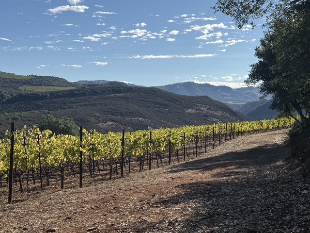 Ninth Acre mountain vineyard rows overlooking Napa Valley at Atlas Peak