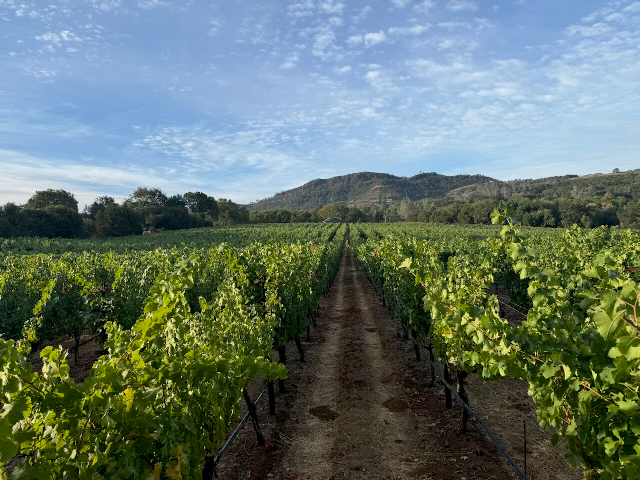 Ninth Acre vineyard rows beneath the Rutherford hills
