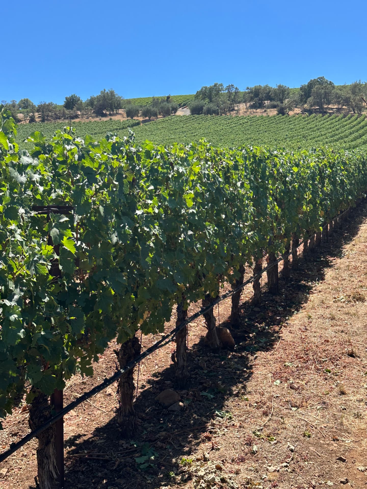 Sunlit Ninth Acre vineyard rows in Oakville